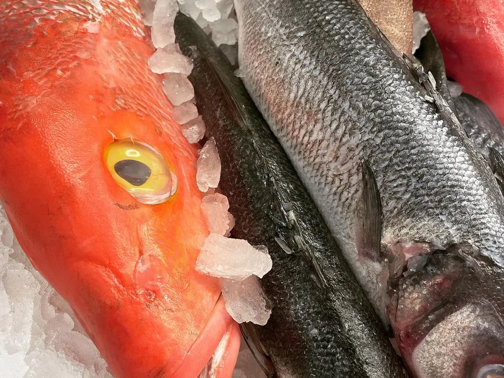 Whole red snapper on ice at Caplinger's